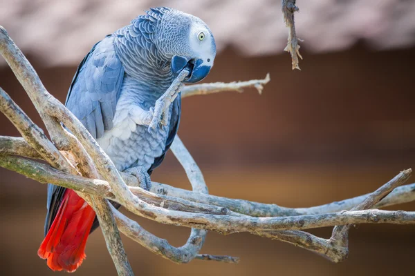 Blue parrot — Stock Photo, Image