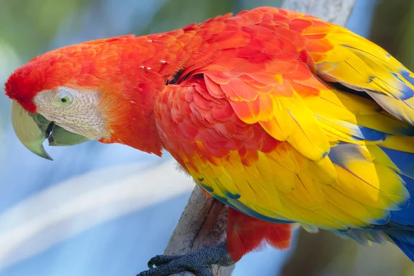 Old red parrot — Stock Photo, Image