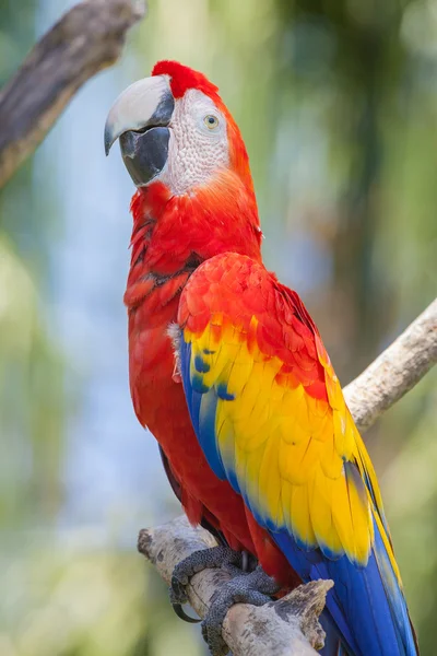 Old red parrot — Stock Photo, Image