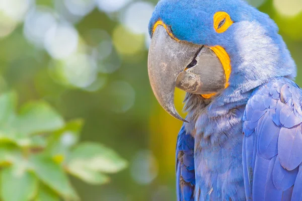 Синий попугай на заднем плане — стоковое фото