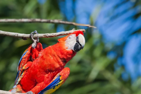 Red parrot itches branch — Stock Photo, Image