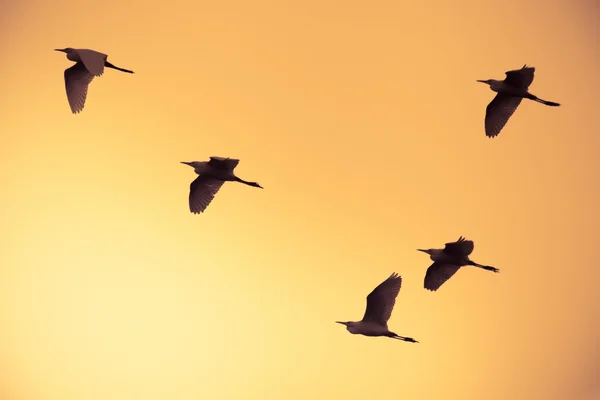 Flock of birds flying at orange sky background — Stock Photo, Image
