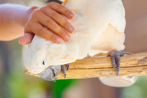 Creamy white cockatoo — Stock Photo, Image