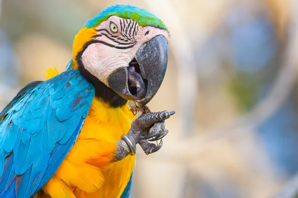 Feeding blue parrot — Stock Photo, Image