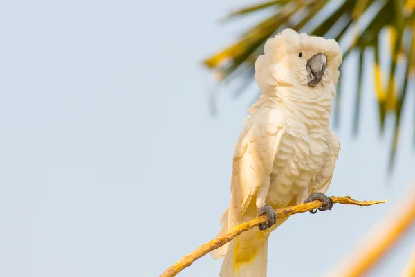 Creamy white cockatoo — Stock Photo, Image