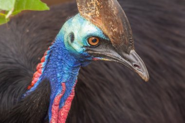 Cassowary - Avustralya en büyük kuş