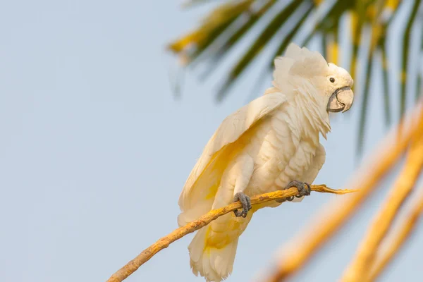 Kremowy Kakadu biała — Zdjęcie stockowe