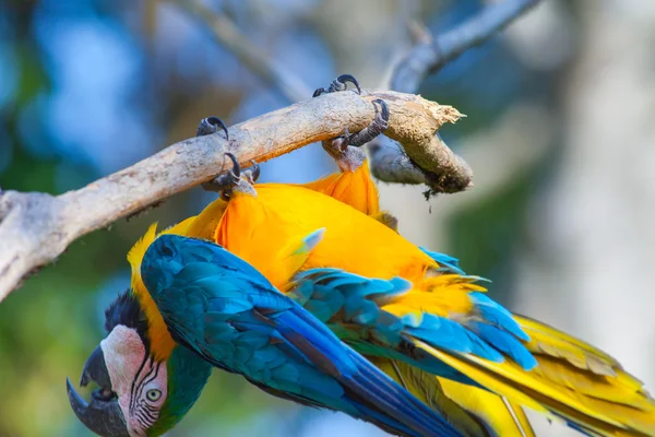 Blue parrot fun upside down — Stock Photo, Image