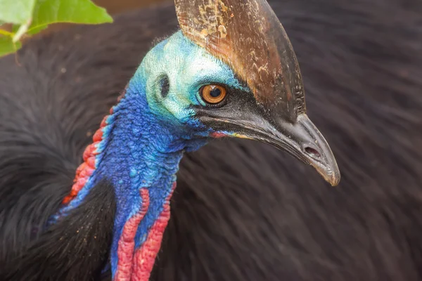 Casuaris - de grootste vogel in Australië — Stockfoto