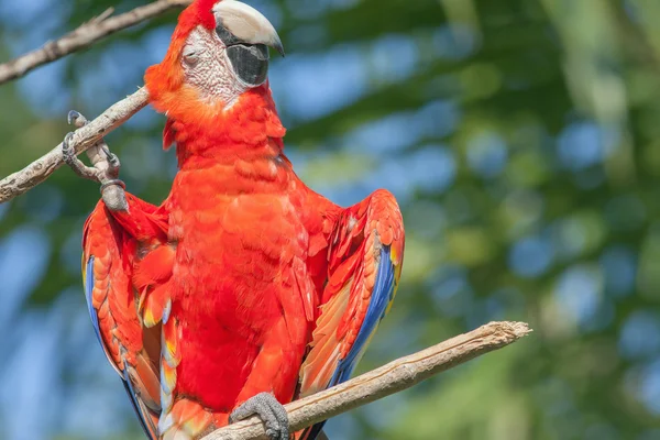 Красный попугай чешет ветку — стоковое фото