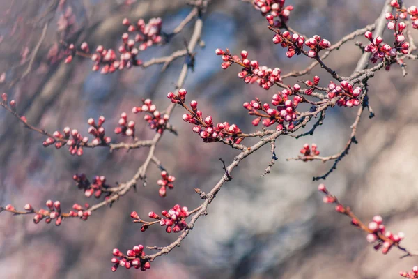 Fond de bourgeons sur les arbres au printemps — Photo