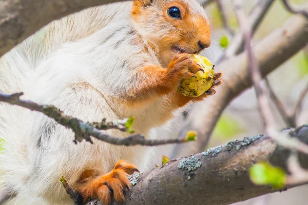 Милая серая белка сидит на дереве и ест яблоко — стоковое фото