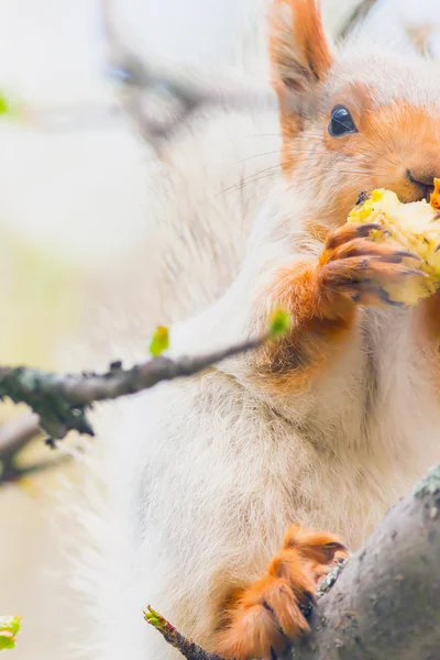 Милая серая белка сидит на дереве и ест яблоко — стоковое фото