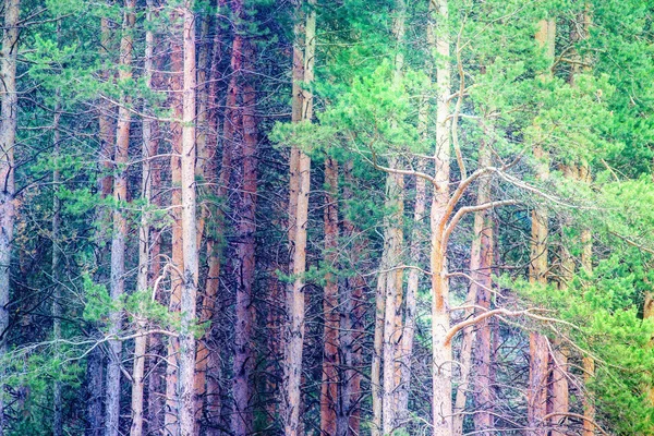 Background of deep forest with bright sunshine ray — Φωτογραφία Αρχείου