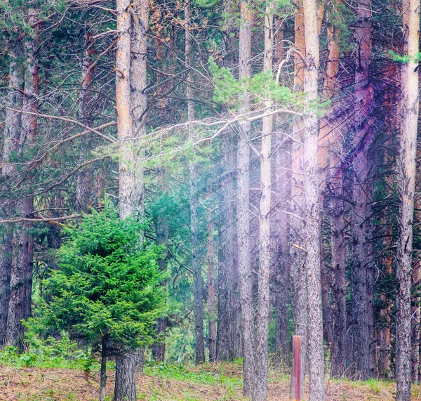 Background of deep forest with bright sunshine ray — Φωτογραφία Αρχείου