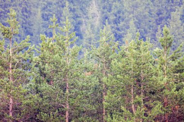 background of deep forest at mountain