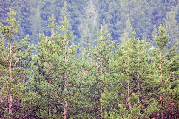 Hintergrund des tiefen Waldes am Berg — Stockfoto