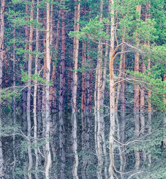 Background of deep forest — Φωτογραφία Αρχείου