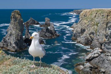 Gull in Aiguilles de Port-Coton, Belle ile - beautiful island