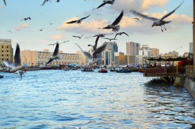 Flying seagull in Dubai