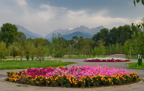 Flowers in National Park of Almaty — стокове фото