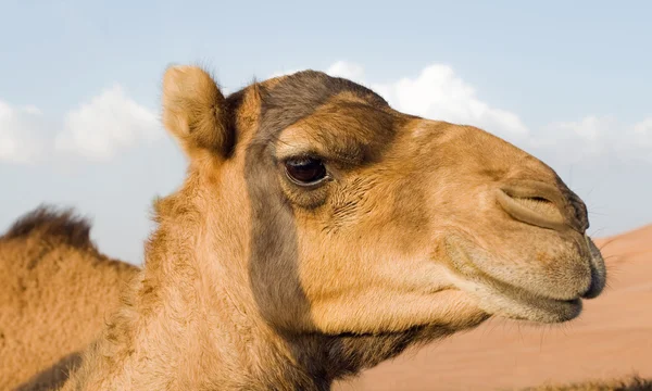 Der steinerne Blick des arabischen Kamels, dubai — Stockfoto
