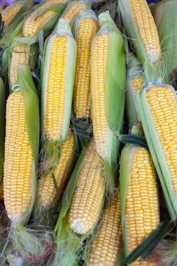 Mısır Çiftçi Market