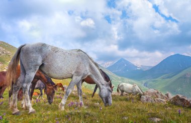Tibet dağlarında atlar.
