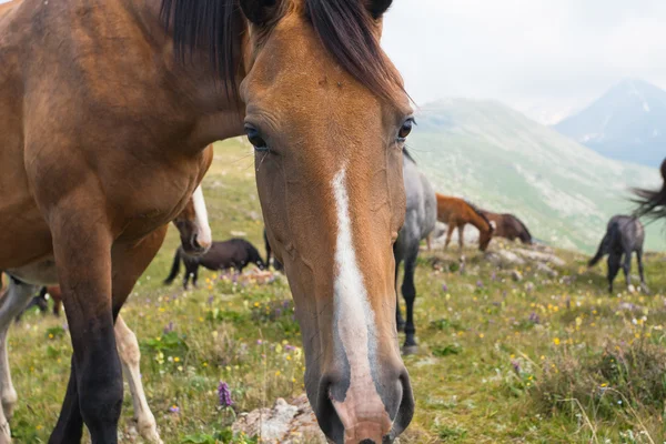 Os cavalos nas montanhas no Tibete . — Fotografia de Stock