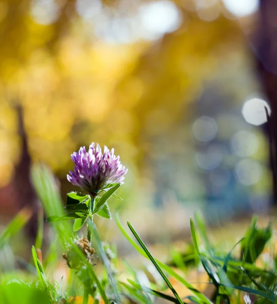 Çiçek sonbahar arka plan — Stok fotoğraf