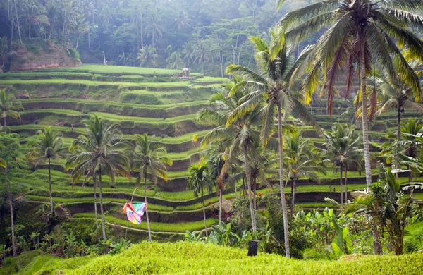 Ryżu pola taras, Indonezja, Bali — Zdjęcie stockowe