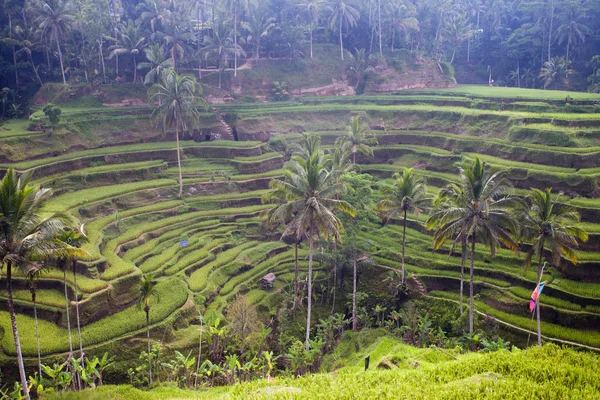 Ryżu pola taras, Indonezja, Bali — Zdjęcie stockowe