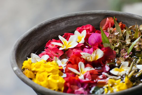 Flores frescas e belas em um pote — Fotografia de Stock