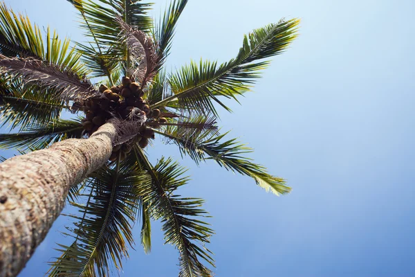 Фон пальмы, Бали, Индонезия Лицензионные Стоковые Изображения