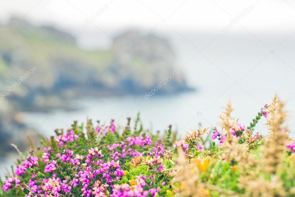 Fleurs Sauvages En France Bretagne Photographie Petunyia - 