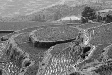 Yaşlı çiftçi pirinç Teras gidiyor