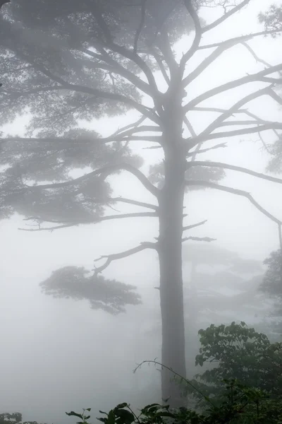 Πεύκο (σαν είδωλο), Huang Shan, Κίνα. — Φωτογραφία Αρχείου