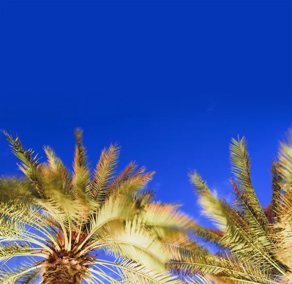 Zwei Wipfel einer Palme Beleuchtung — Stockfoto