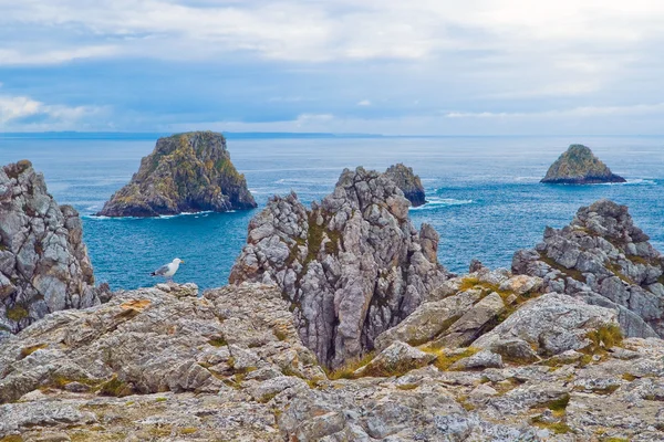 Seagull on the rocks, Bretagne — Stock Photo, Image