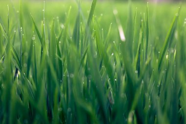 yeşil zemin üzerine taze pirinç