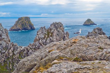 Martı buzlu Bretagne