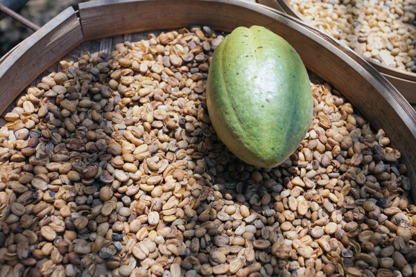 Die Früchte des Kakaos in Kaffeebohnen — Stockfoto