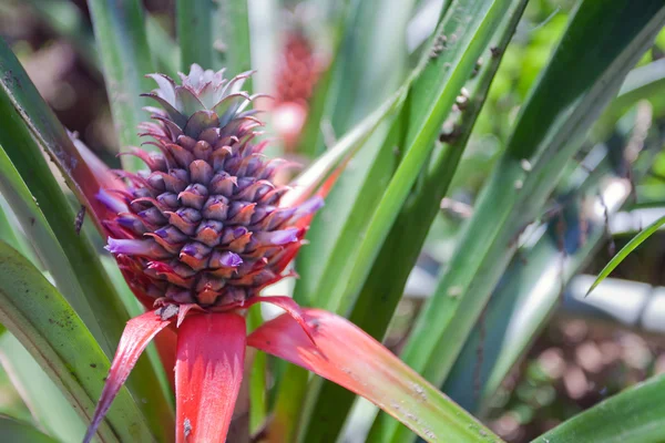 Growing pineapple — Stock Photo, Image