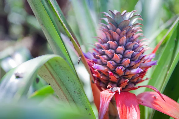 Growing pineapple — Stock Photo, Image