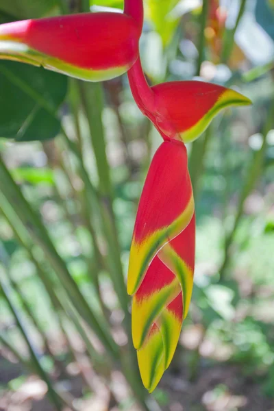 Bud of tropical red flower — Stock Photo, Image