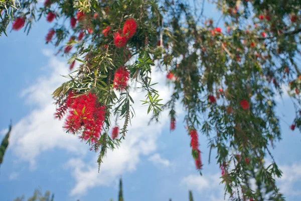 Tropical tree with red flowers — Stock Photo, Image