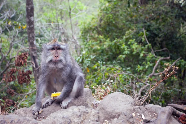 Mono con una comida — Foto de Stock