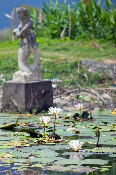 Grüner Teich in Bali — Stockfoto