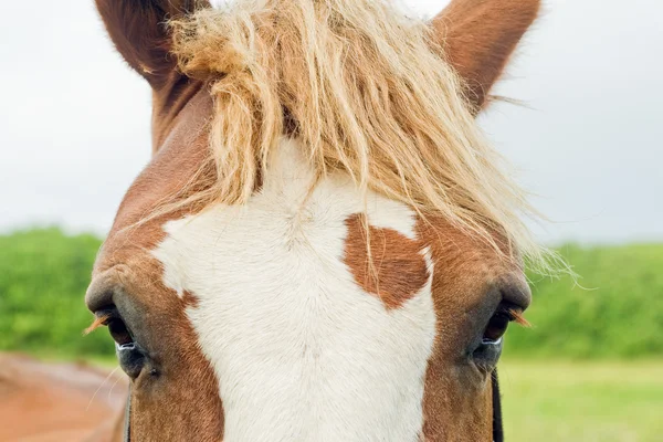 A cabeça de um cavalo . — Fotografia de Stock