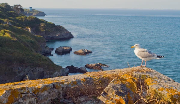 Чайка на узбережжі острова Бель-Іль-ан Mer. Франції. — стокове фото